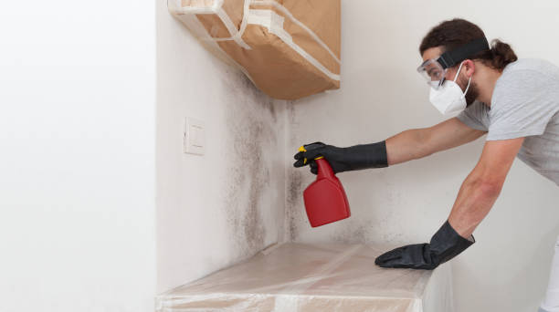 Basement Mold Remediation treatment on basement walls in Westchester